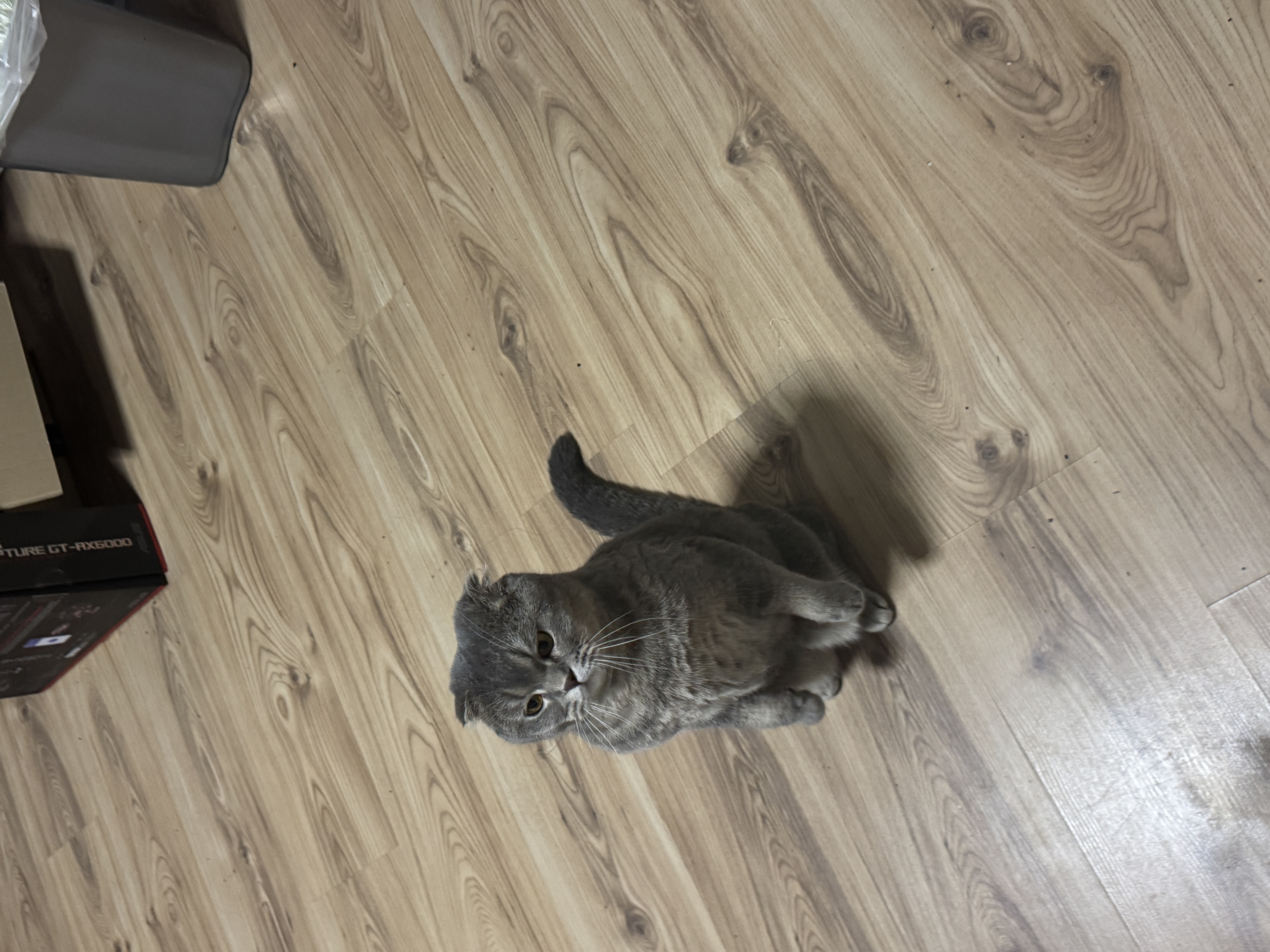 Scottish Fold Cat AI photo example