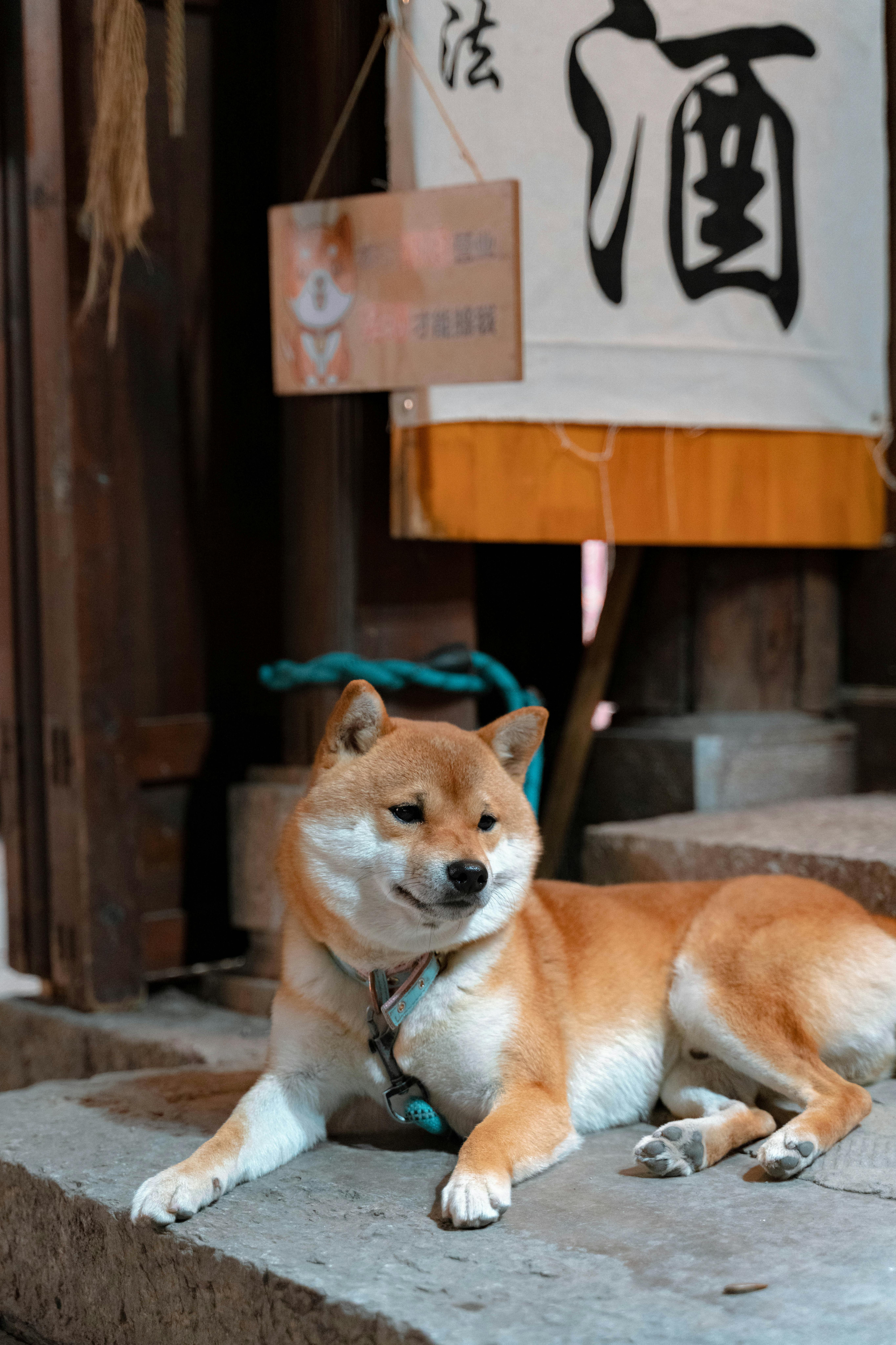Shiba Inu AI photo example