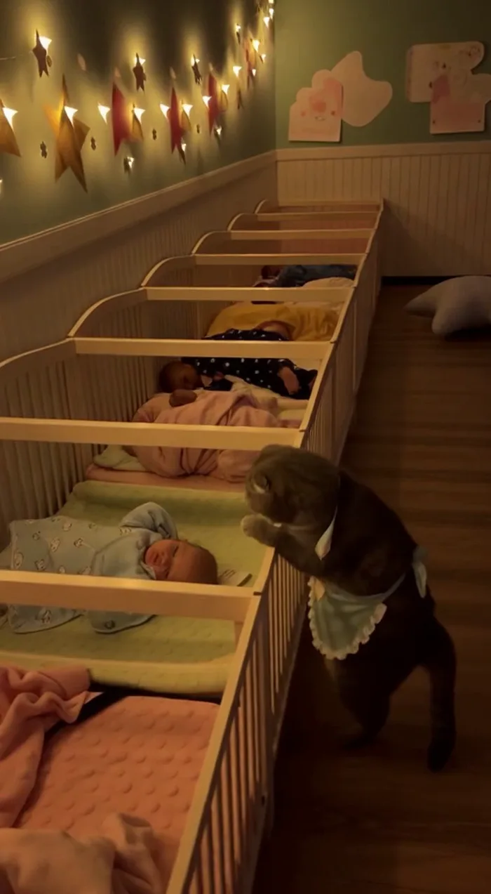 Babysitting Humans