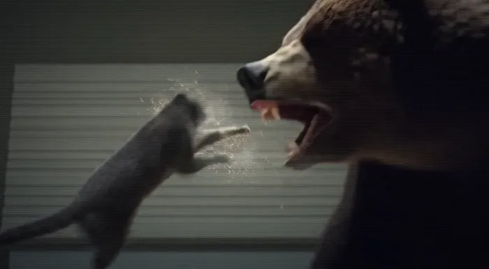 Bear Fight