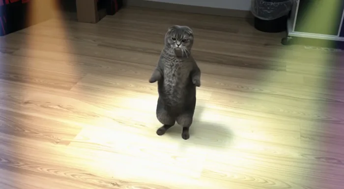 Dance